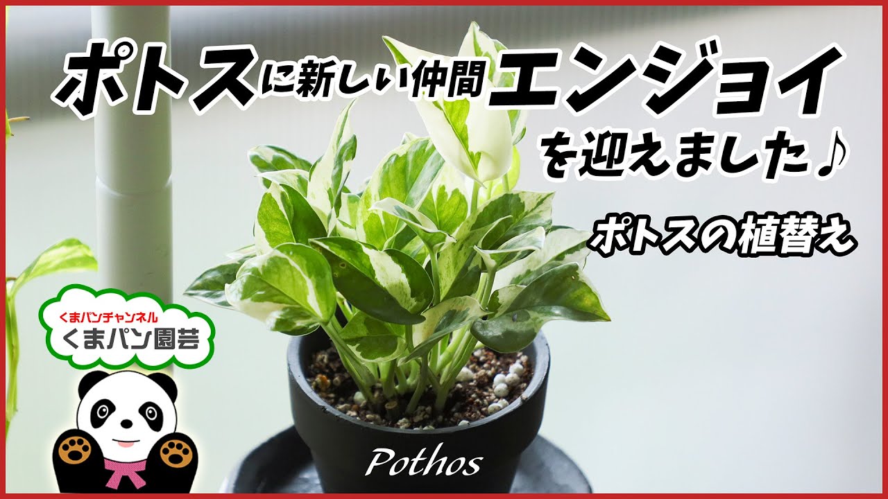 家栽の人 ポトス (My First Big SPECIAL) 家栽の人 カサブランカ (My First Big SPECIAL) : Amazon.it: Libri