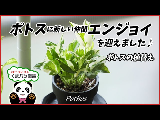 A new member of the pothos family, 