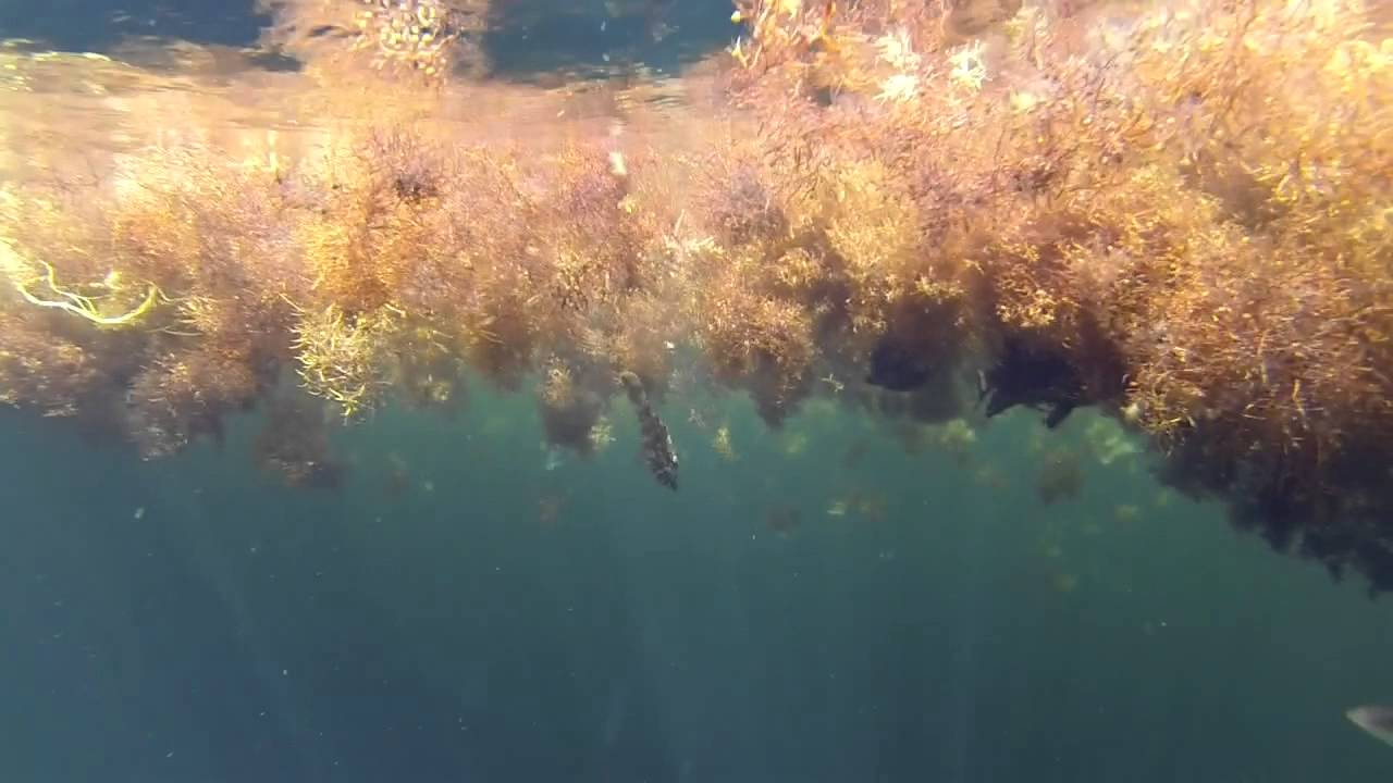 Tripletail Under Grassbeds