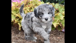 Mini Sheepadoodle Puppies for Sale
