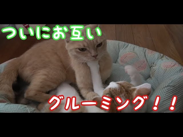 子猫と成猫、ついにお互いグルーミングしあう　Kittens and cats finally gloom each other