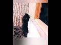this is why commandos are called black cats