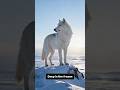 Here are 5 cool facts about Arctic wolf  ❄️