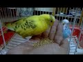 How to train your budgie (4 simple steps)