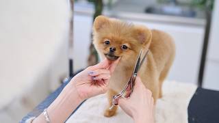 A Pomeranian puppy takes on her first grooming. She is shedding season!