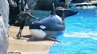 Orkid Training Session - SeaWorld San Diego - August 28, 2023