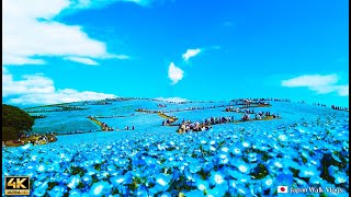 Japan's Spectacular Scenery｜Intoxicated by the blue harmony of nemophila, sky and sea｜🇯🇵Japan Travel