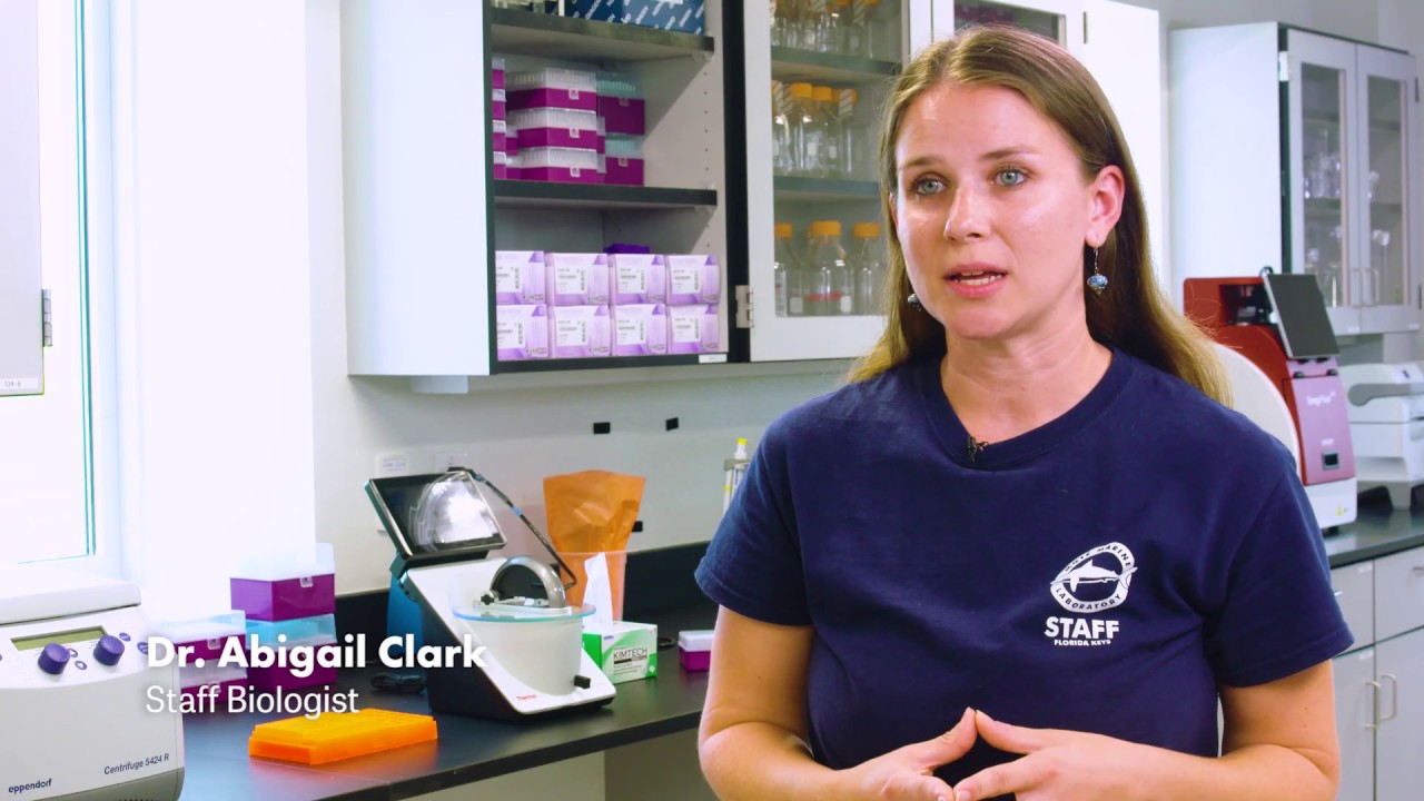 Mote's Elizabeth Moore International Center for Coral Reef Research and Restoration