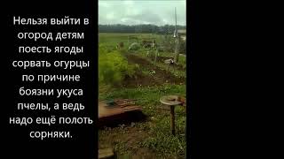 Пчёлы убийцы в Татарстане в деревне.