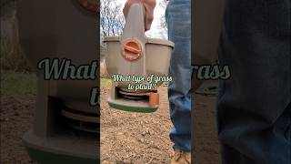 What type of lawn grass seed should I plant in Missouri? #shorts #grass #missouri #planting