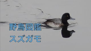 うごく野鳥図鑑　スズガモ   Greater Scaup