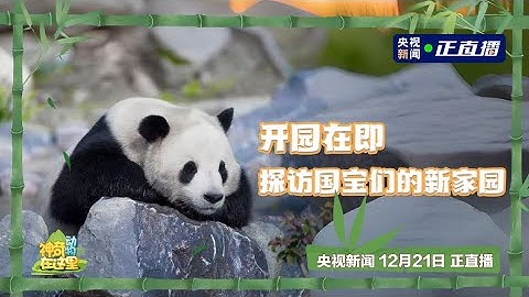 點直播｜中國大熊貓保護研究中心綿陽基地開園在即　探訪大熊貓的新家園｜12月21日