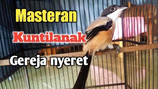 Masteran kuntilanak dan gereja nyeret sambung pelatuk.