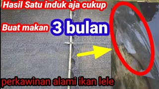 Lele 2kg telurnya luar biasa banyak banget | SOLUSI SUKSES
