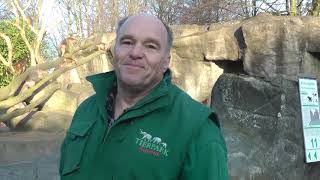 Überraschung Für Die Paviane