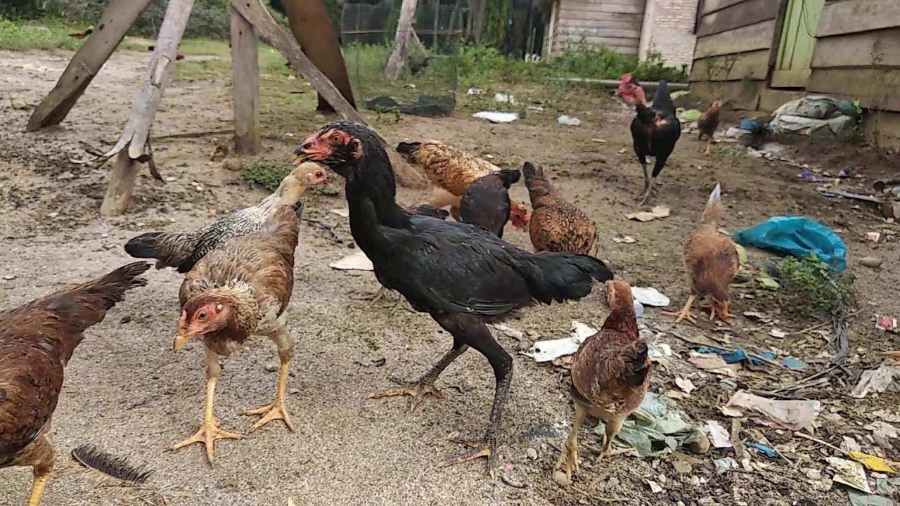 Ternak ayam kampung modal sedikit hasilnya mencapai jutaan - YouTube