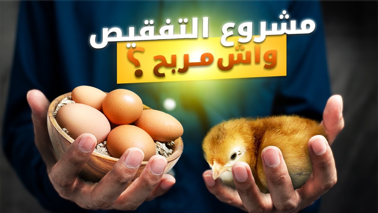 تجربة مشروع تفقيس الكتاكيت 🐣🐥!! وااش مربح ؟؟🤔