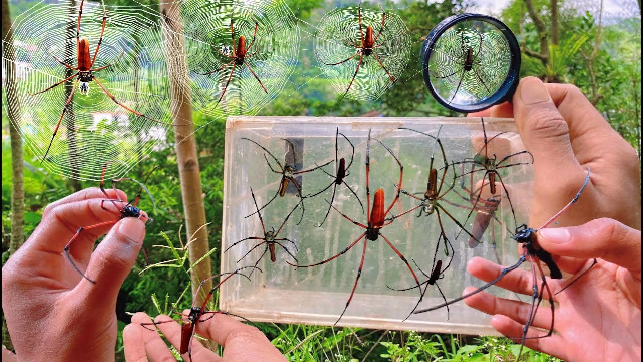 Hunting Top Giant Golden Orb Spider In the Riverbank