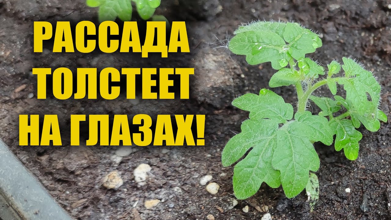 Магические правила посадки овощей от опытной огородницы