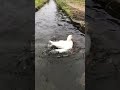 Duck so cute pet #mypetdn #duck #gachua #music #cute #goose #animals #birds #funny #duckshorts #アヒル