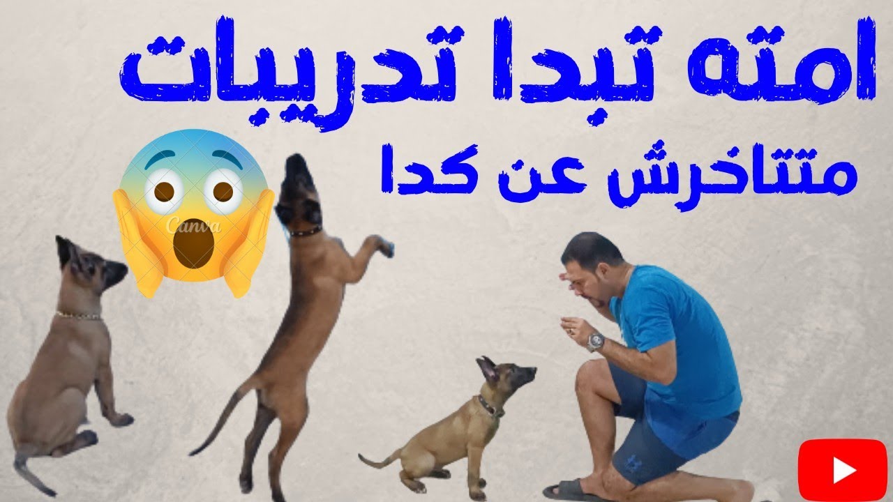 أبدأ تدريب كلبك ومتتاخرش عن كدا اوامر الطاعه مع كابتن شريف شحاته