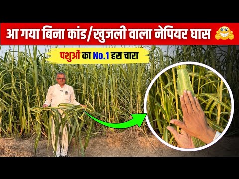 बिना खुजली वाला नेपियर 🤩 खाने में नरम व स्वाद 👌 | Napier Grass