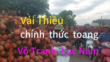 Giá Vải Thiều ngày 29/6/2025 - Vô Tranh  - Lục Nam  - BẮC GIANG