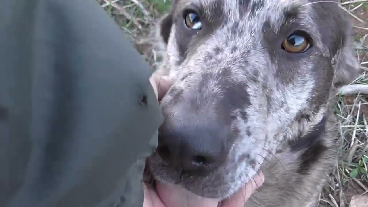 Carea hiena y mastines albarinos