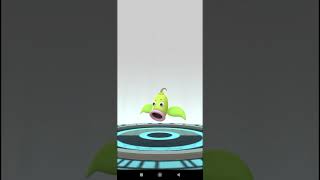 Catching Community Day Shiny Bellsprout and evolution to ➡️ Weepinbell ➡️ Victreebel + Magical Leaf