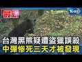 台灣黑熊疑遭盜獵誤殺 中彈慘死三天才被發現｜TVBS新聞 @TVBSNEWS01