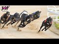 British greyhound racing  - Track race 480m