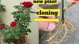 Rose cloning #rose airlayring #heavenonearth #howtogrow #rose#airlayering #planting 