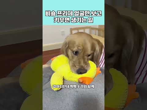 강아지한테 '삑삑이' 장난감을 주면 절대 안 되는 이유 ㅋㅋㅋ #동물 #애견영상 #강아지 thumbnail