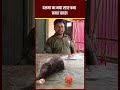 फुटबॉल खेलता नन्हा क्यूट हाथी 'बादल' बना स्टार, करतब और शरारतों से जीत रहा दिल | Viral Video