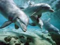 Успокаивающие звуки дельфинов- для малышей.