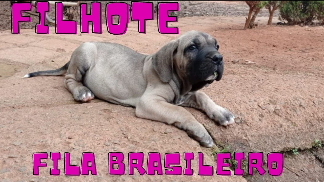 FILHOTE DE FILA BRASILEIRO COM 3 MESES ( Fila Brasileiro 3 months