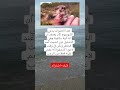 الحقيقة المرعبة عن حيوان يموت من شدة الخوف لن تصد ق ما يحدث له فعلا الحقيقة المرعبة عن حيوان يموت من شدة الخوف لن تصد ق ما يحدث له فعلا