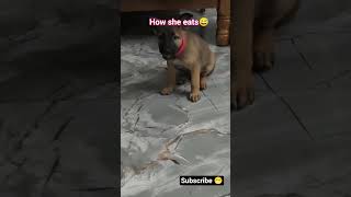 #dogs #dogsofinstagram #dog #puppy #dogstagram #doglover #dogoftheday #doglife #doglovers #instadog