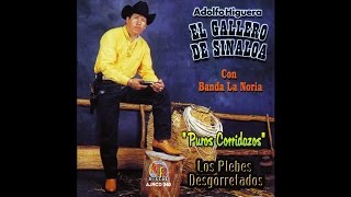 Adolfo Higuera El Gallero De Sinaloa - Corrido Del Gavilan Feat. Banda La Noria