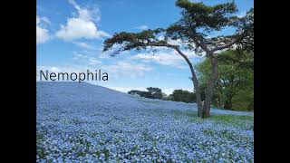 Nemophila