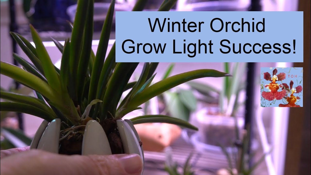 Orchids Wintering Under Grow Lights 3 Successes...Roots, Vegetative
