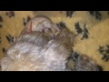 Birth of a Grand Basset Griffon Vendéen Puppie の動画、YouTube動画。