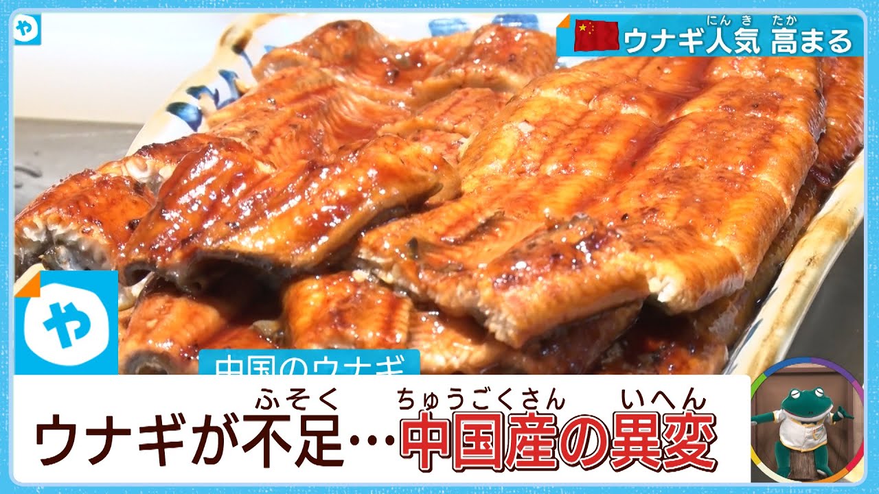 【解説】うなぎ不足のナゾ…震源地・中国の現状と、養殖最前線