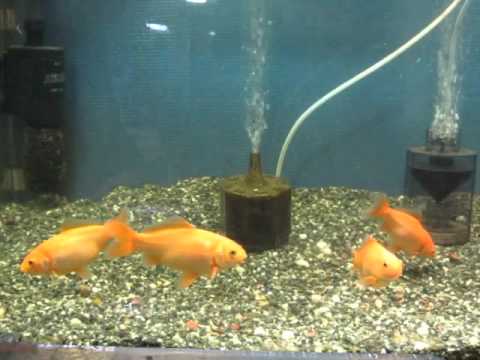 水温が10度以下なのであまり動かない金魚 Youtube