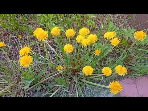 Чай из одуванчиков. Польза и противопоказания.