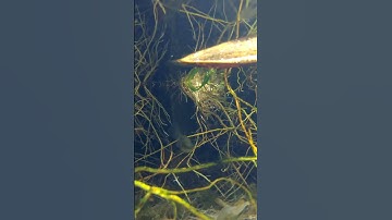 Camera dưới nước khám phá cảnh đẹp #3 | Ngắm thủy sinh dưới nước