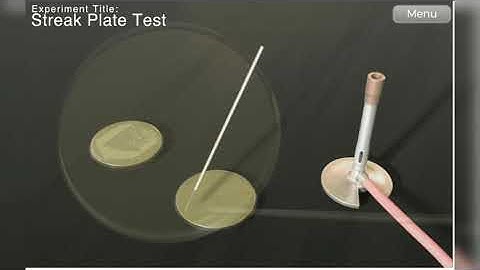 The Best Virtual Streak Plate(Virtual Interactive Bacteriology Laboratory)