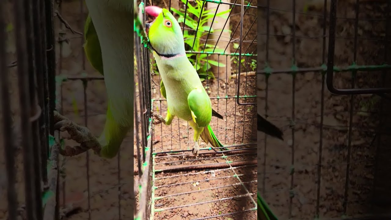 Tota Parrot So Funny 