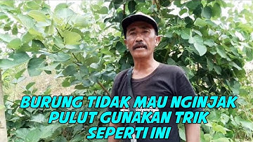 GUNAKAN CARA SEPERTI INI, BILA MENGHADAPI BURUNG SUSAH MENGINJAK PULUT