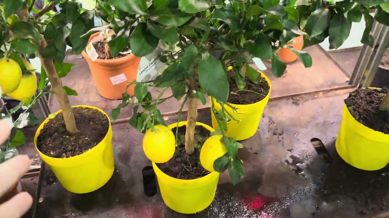 Аромат весны